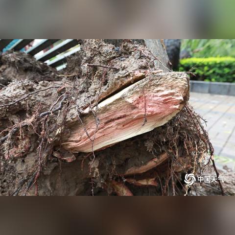 可以看风力的天气软件（可以看风力的天气软件下载）